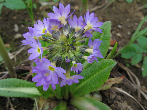 prvosienka zúbkatá Primula denticulata Sm.