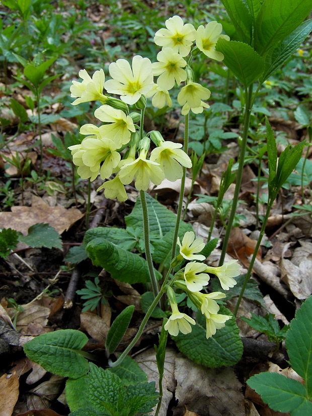 prvosienka vyššia Primula elatior (L.) L.