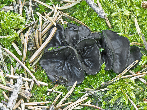 misôčka černastá Pseudoplectania nigrella (Pers.) Fuckel