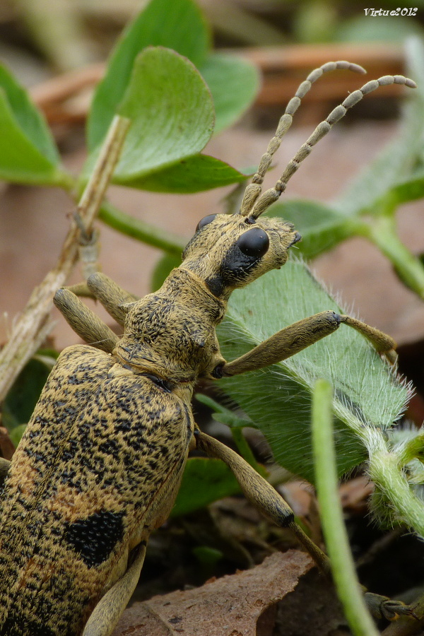 fuzáč  Rhagium mordax