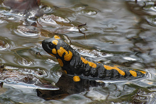 salamandra škvrnitá  Salamandra salamandra