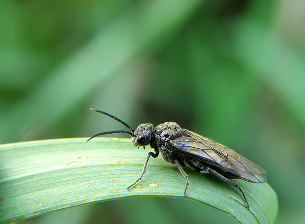 Tenthredinidae