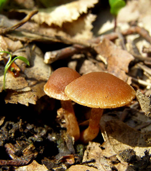 smeťovka Tubaria sp.