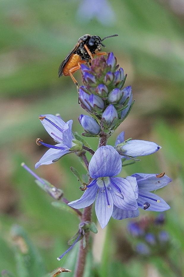 veronika rozprestretá  Veronica prostrata L.