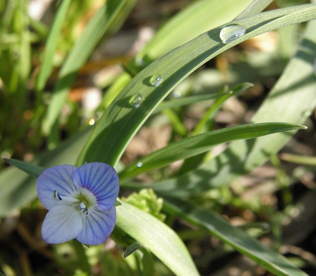 veronika Veronica sp.