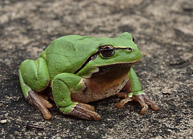 rosnička zelená  Hyla arborea