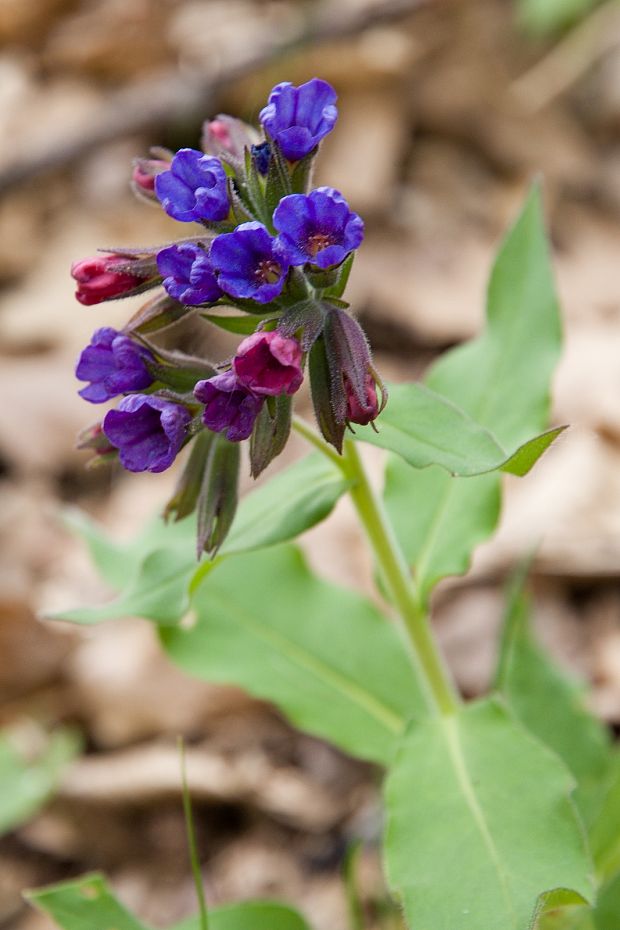 pľúcnik úzkolistý   Pulmonaria angustifolia