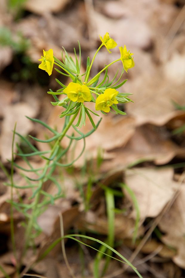 mliečnik chvojkový   Tithymalus cyparissias.