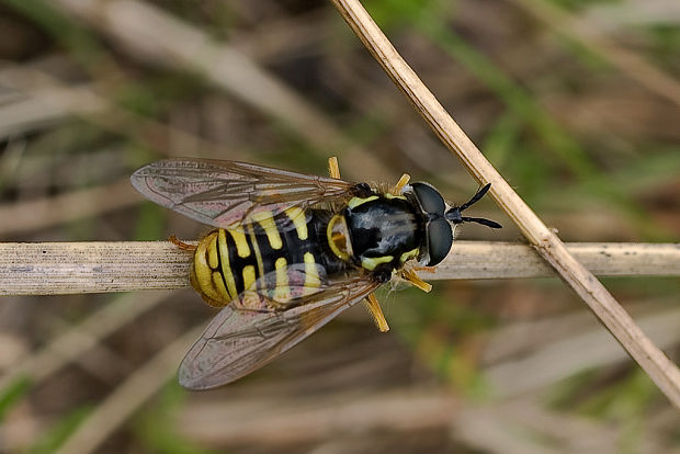 pestrica Chrysotoxum cautum