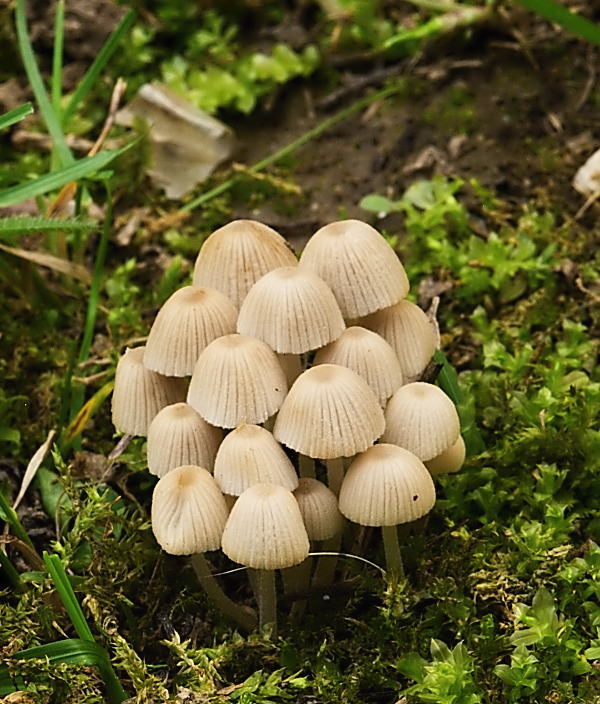 hnojník rozsiaty Coprinellus disseminatus (Pers.) J.E. Lange