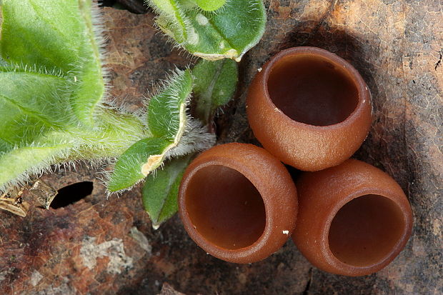 hľuznatka veternicová Dumontinia tuberosa (Bull.) L.M. Kohn