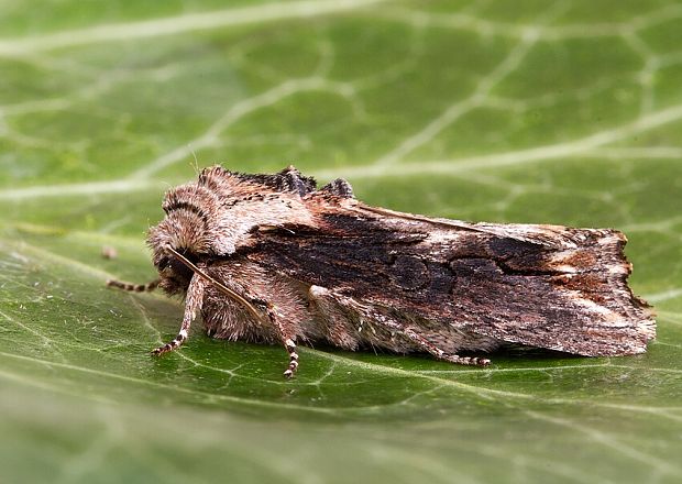 mora plamienková Egira conspicillaris