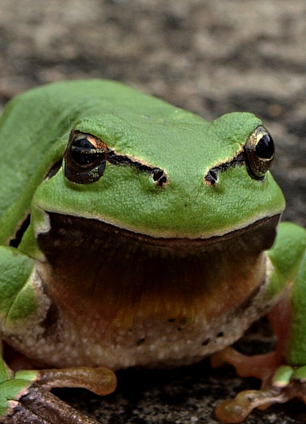 rosnička zelená Hyla arborea