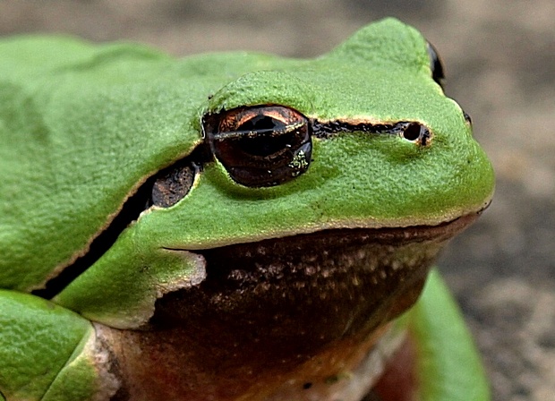 rosnička zelená Hyla arborea