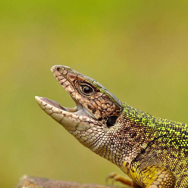 jašterica zelená Lacerta viridis