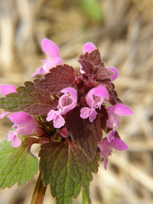 hluchavka purpurova Lamium purpureum L.