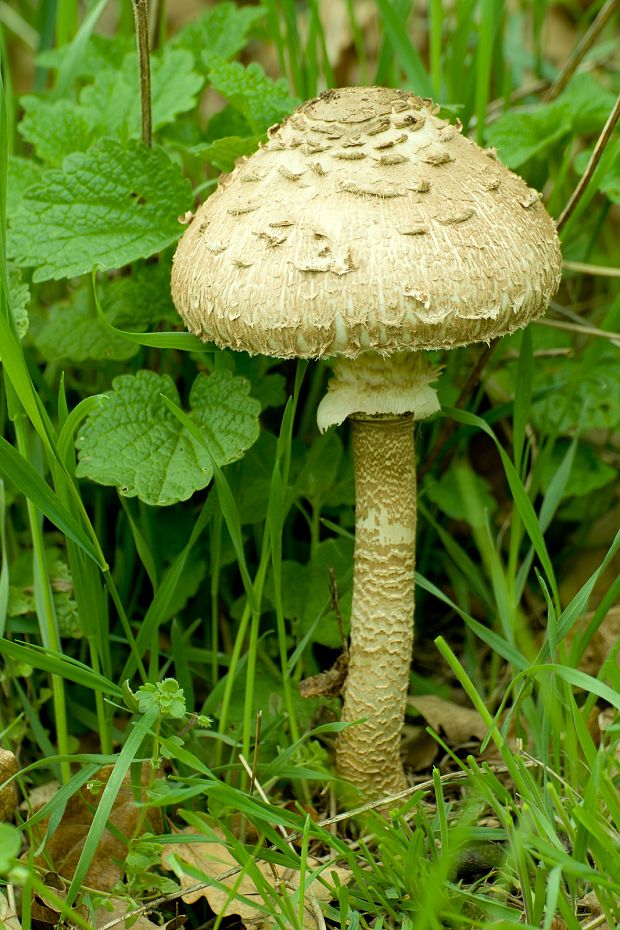 bedľa vysoká Macrolepiota procera (Scop.) Singer