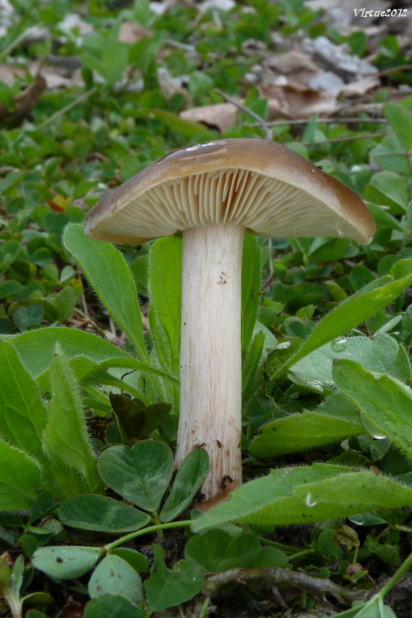 tmavuľka Melanoleuca sp.