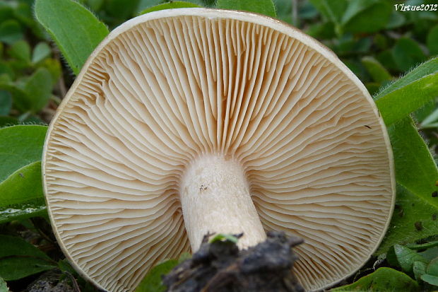 tmavuľka Melanoleuca sp.