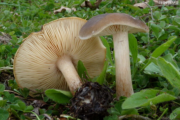 tmavuľka Melanoleuca sp.