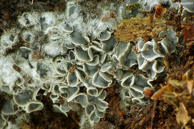 molízia Mollisia sp.