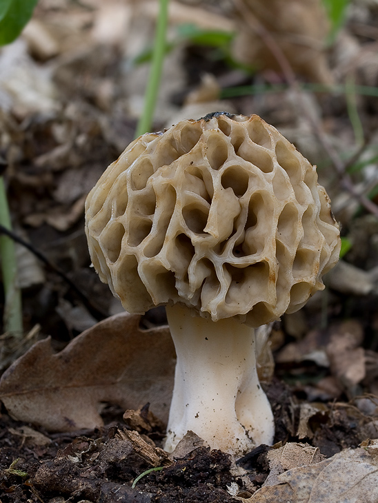 smrčok jedlý Morchella esculenta (L.) Pers.