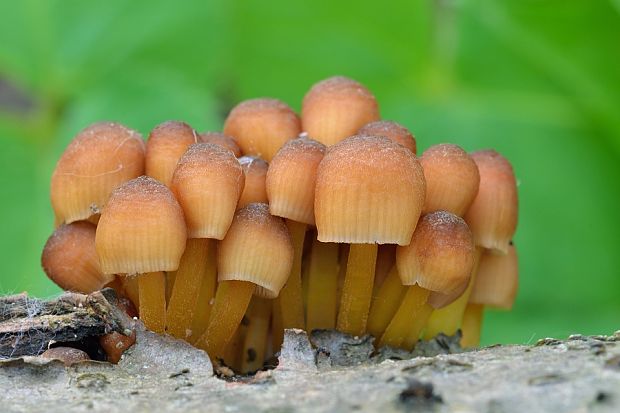 prilbička žltohlúbiková Mycena renati Quél.