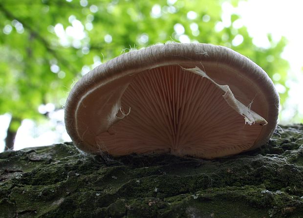 hliva závojová Pleurotus calyptratus (Lindblad ex Fr.) Sacc.