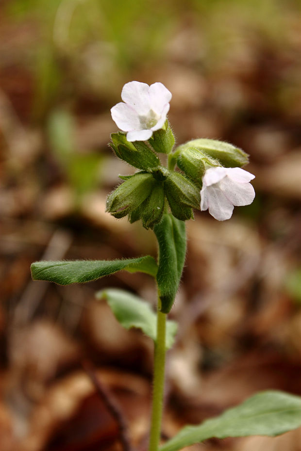 pľúcnik Pulmonaria sp.