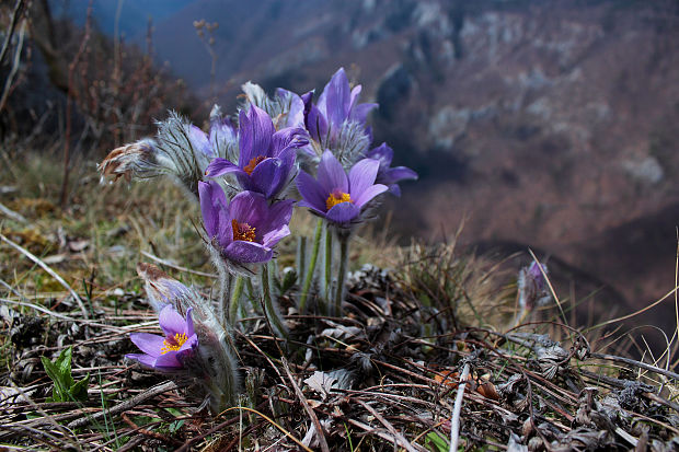 poniklec Pulsatilla sp.