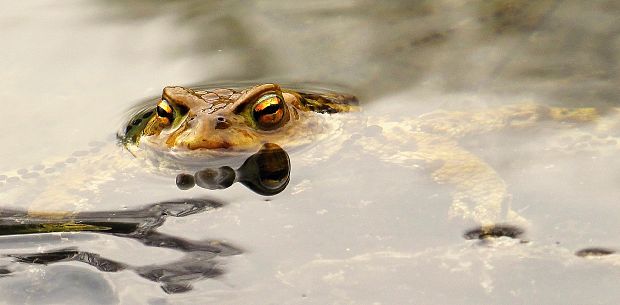 ropucha bradavičnatá bufo bufo