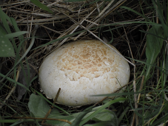 pečiarka Agaricus sp.