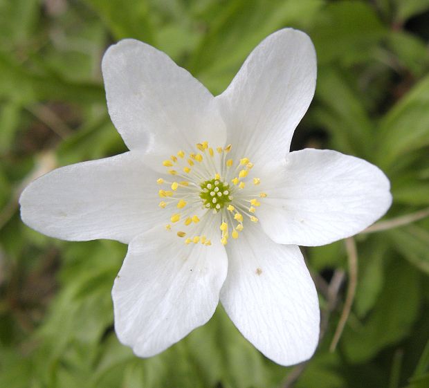 veternica hájna Anemone nemorosa L.