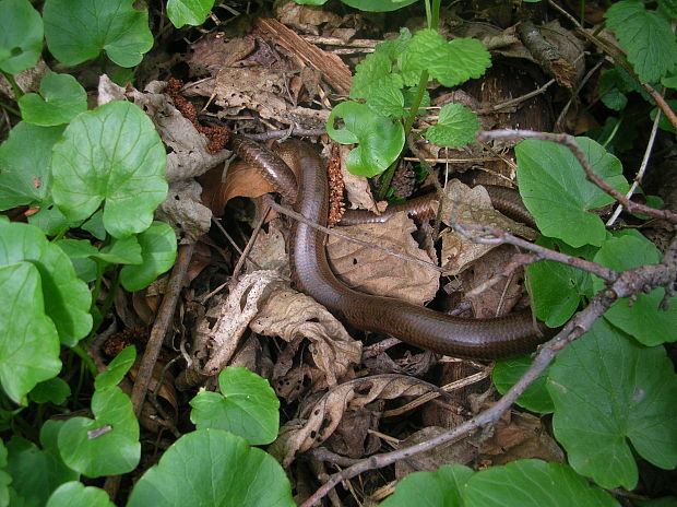 slepúch lámavý  Anguis fragilis