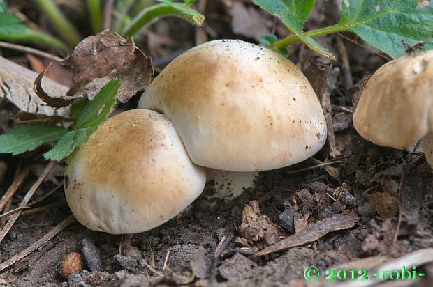 čírovnica májová Calocybe gambosa (Fr.) Donk