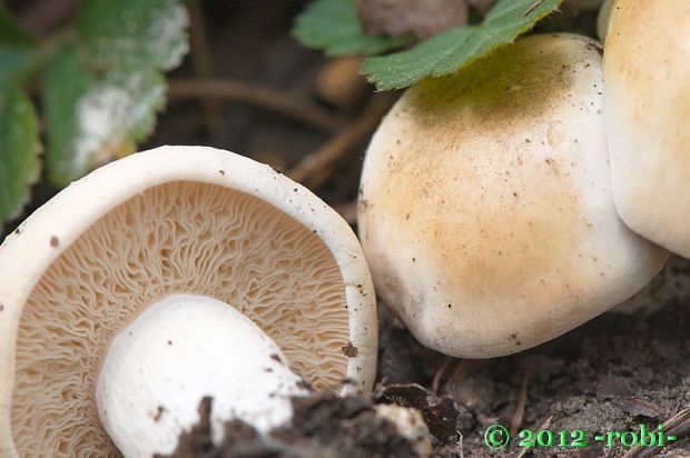 čírovnica májová Calocybe gambosa (Fr.) Donk