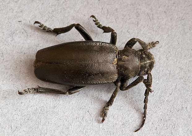 fuzáč čierny Carinatodorcadion aethiops