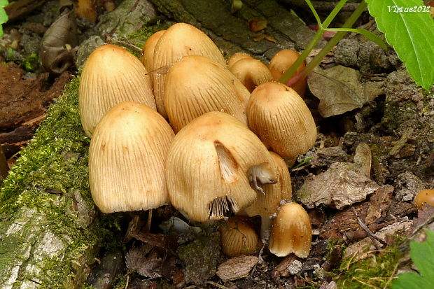 hnojník Coprinellus sp.