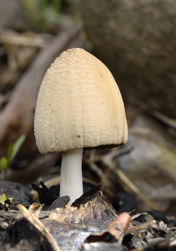 hnojník Coprinus sp.