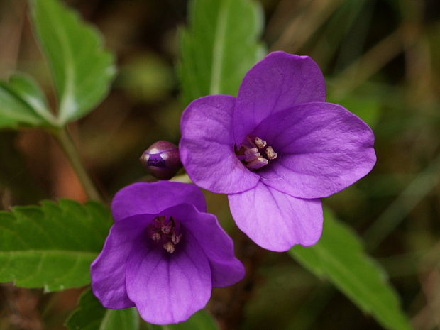 zubačka žliazkatá Dentaria glandulosa Waldst. et Kit. ex Willd.