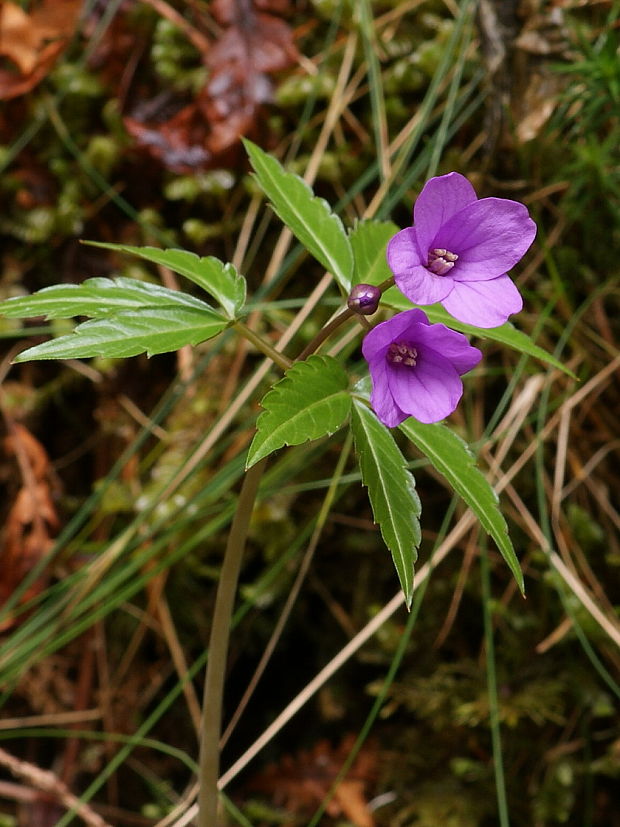 zubačka žliazkatá Dentaria glandulosa Waldst. et Kit. ex Willd.