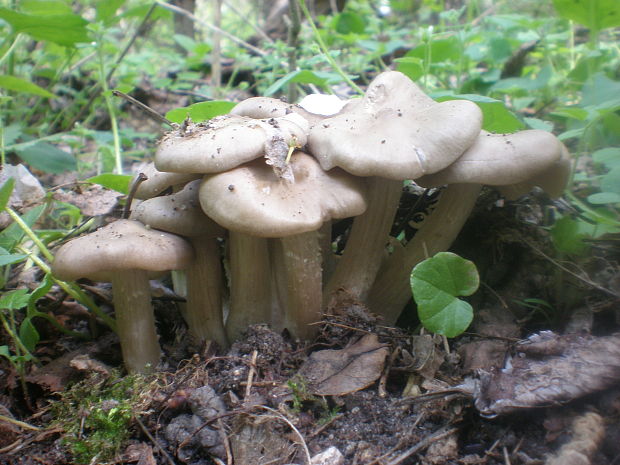 hodvábnica jarná Entoloma clypeatum (L.) P. Kumm.