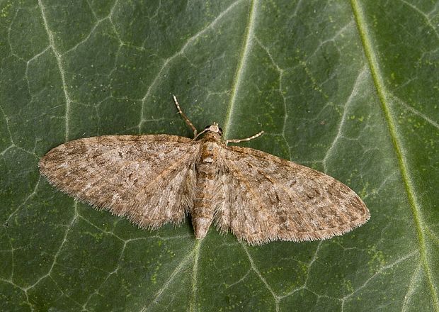 kvetnatka rozchodníková Eupithecia vulgata