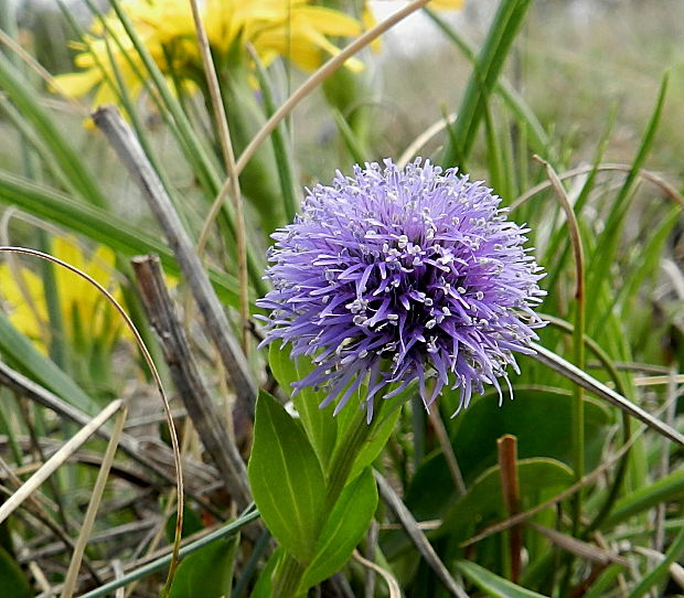 guľôčka bodkovaná Globularia punctata Lapeyr.