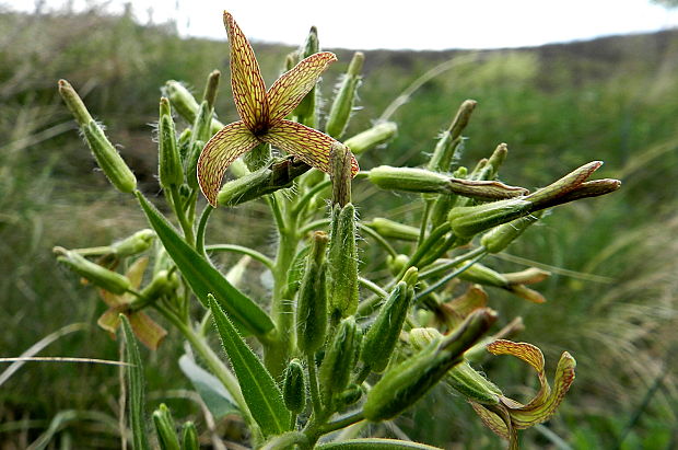 večernica smutná Hesperis tristis L.