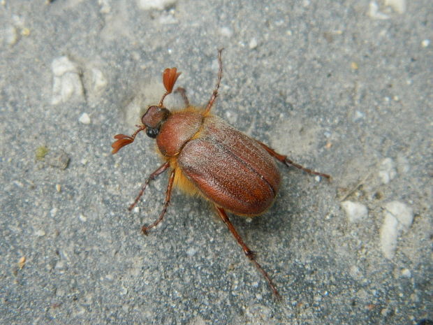 chrústik jarný Holochelus aequinoctialis