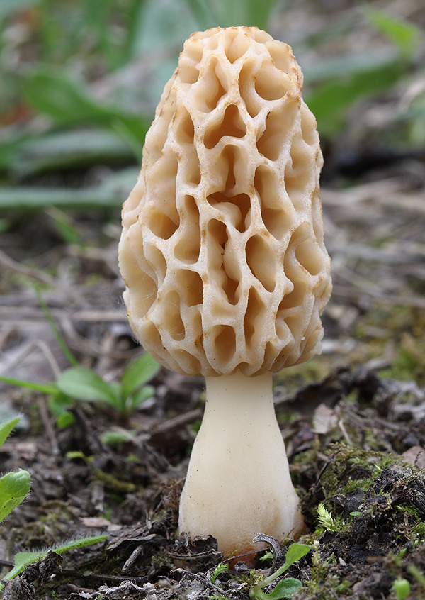 smrčok jedlý Morchella esculenta (L.) Pers.