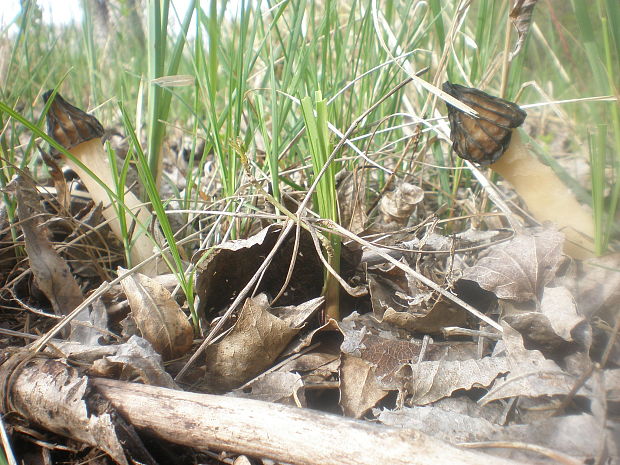 smrčok hybridný Morchella semilibera DC.