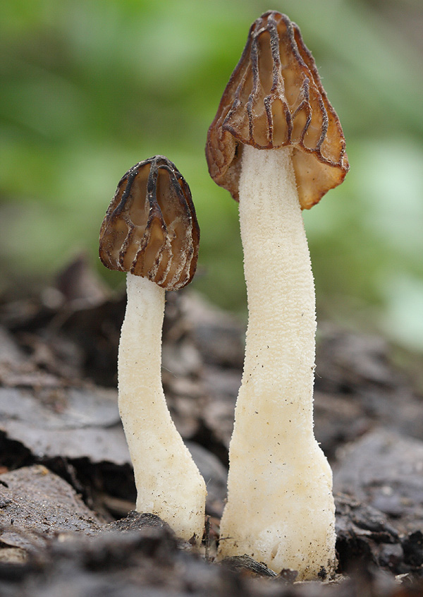 smrčok hybridný Morchella semilibera DC.