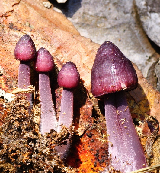 prilbička krvavomliečna Mycena haematopus (Pers.) P. Kumm.